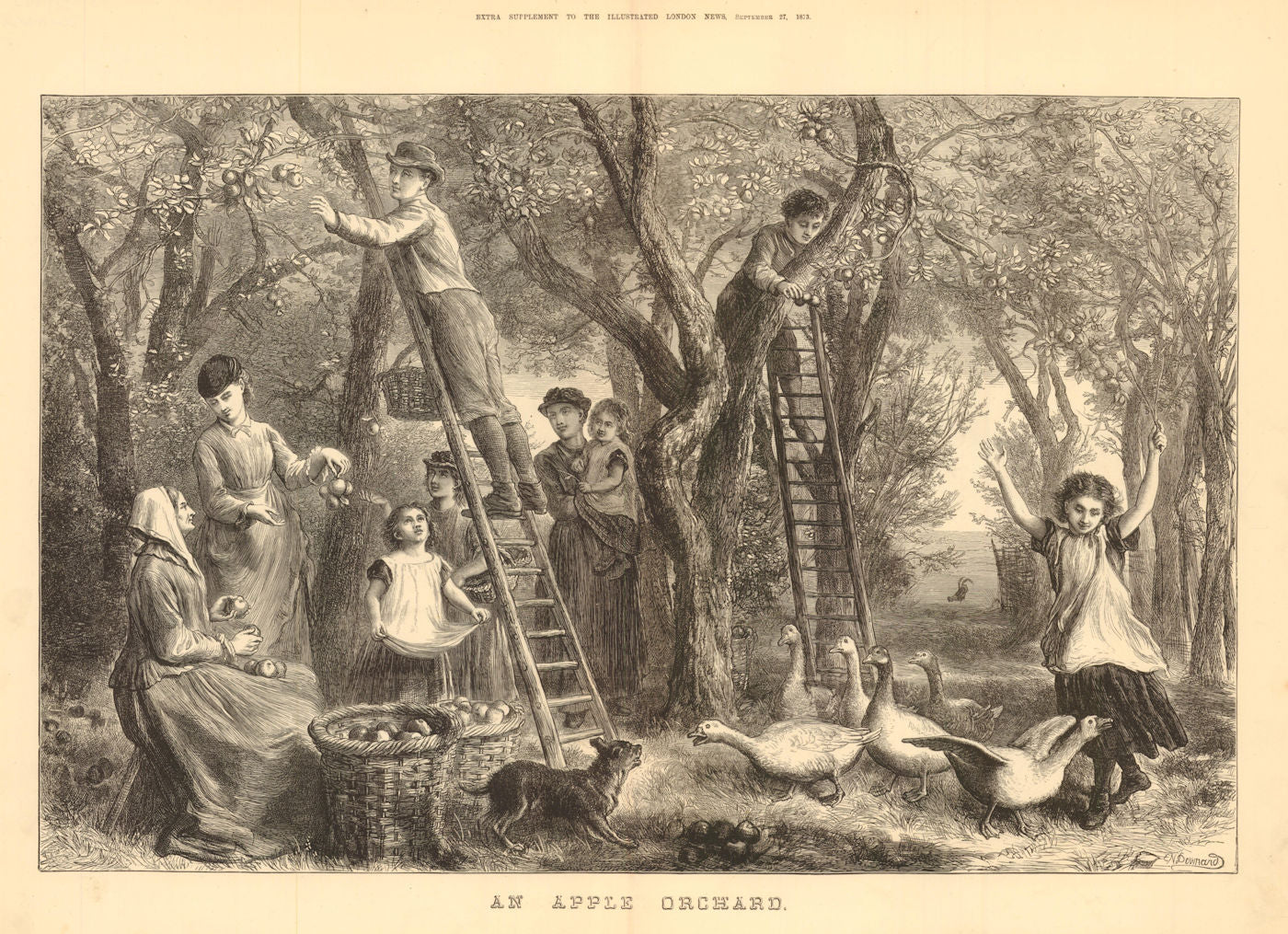 An Apple Orchard. Apple picking. Farming 1873 old antique print picture